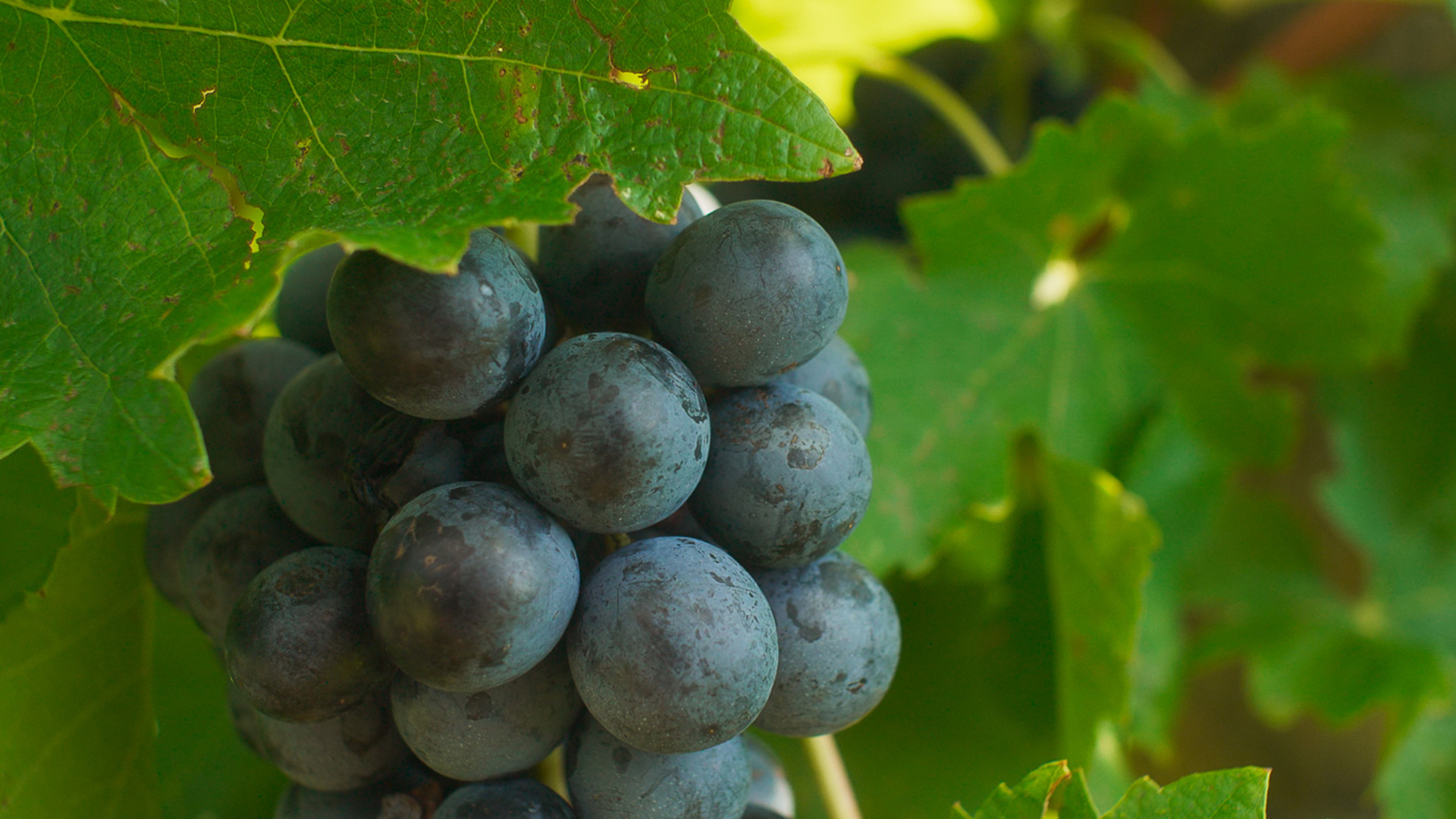 botticino-doc-azienda-vinicola-emilio-franzoni
